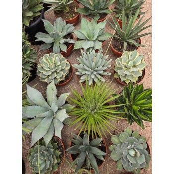 Agave 3 lt copa diam 20 mix